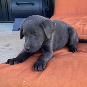 Labrador Retriever Puppy Bruno