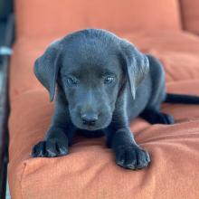Labrador Retriever Puppy Bruno
