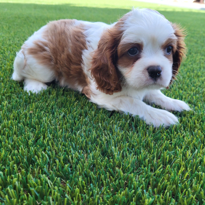 Cavalier King Charles Spaniel Puppy Oscar