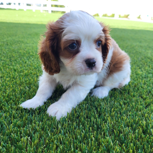 Cavalier King Charles Spaniel Puppy Oscar