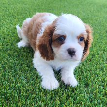 Cavalier King Charles Spaniel Puppy Oscar