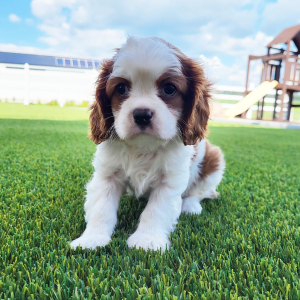 Cavalier King Charles Spaniel Puppy Oscar