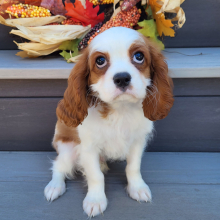 Cavalier King Charles Spaniel Puppy Oscar