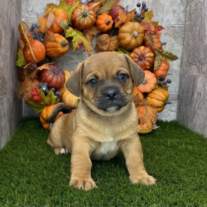 Porgi Puppy Fabio