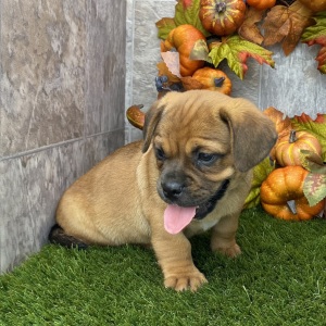 Porgi Puppy Fabio