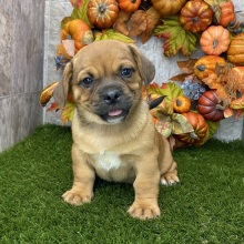 Porgi Puppy Fabio