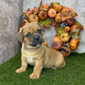 Porgi Puppy Fabio
