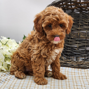 Poodle Puppy Lily