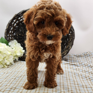 Poodle Puppy Lily