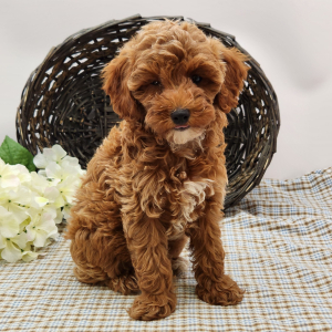 Poodle Puppy Lily