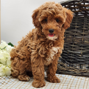 Poodle Puppy Lily