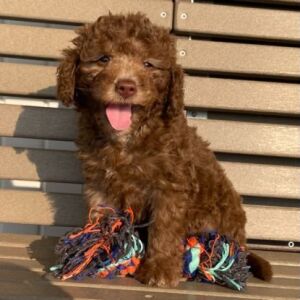 Goldendoodle Puppy Kaiden