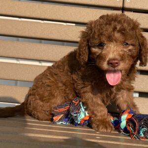 Goldendoodle Puppy Kaiden