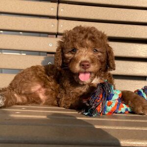 Goldendoodle Puppy Kaiden