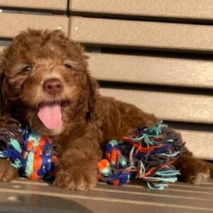 Goldendoodle Puppy Kaiden