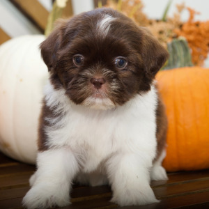 Shih Tzu Puppy Brooke