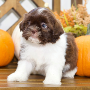 Shih Tzu Puppy Brooke