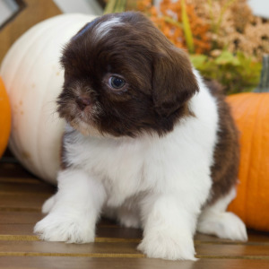 Shih Tzu Puppy Brooke
