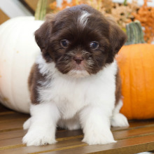 Shih Tzu Puppy Brooke