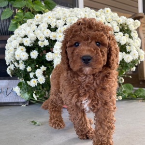 Goldendoodle Puppy Roscoe