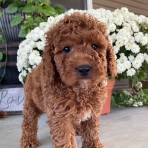 Goldendoodle Puppy Roscoe