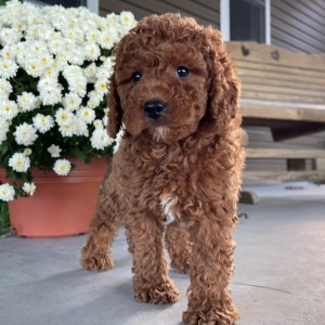 Goldendoodle Puppy Roscoe