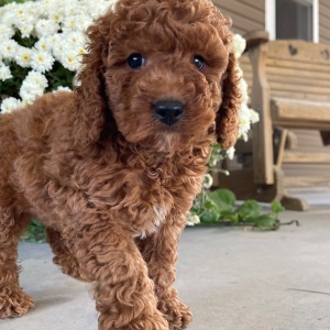 Goldendoodle Puppy Roscoe
