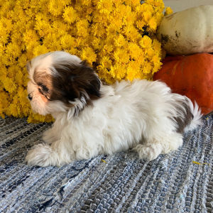 Mal-Shi Puppy Helmer