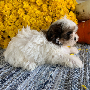 Mal-Shi Puppy Helmer
