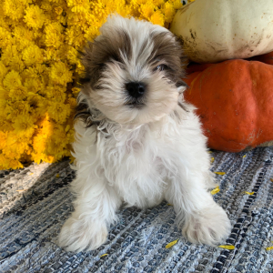 Mal-Shi Puppy Helmer