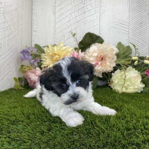 Havapoo Puppy Dash
