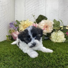 Havapoo Puppy Dash