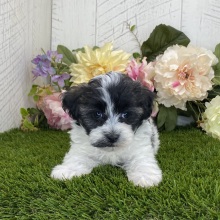 Havapoo Puppy Dash