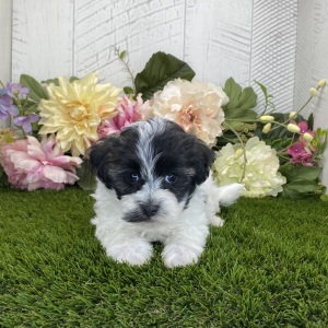 Havapoo Puppy Dash