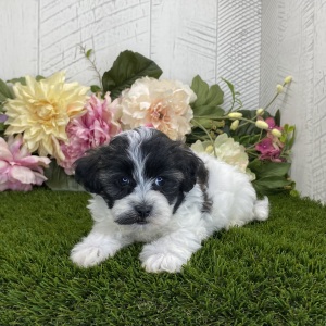 Havapoo Puppy Dash