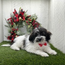 Havapoo Puppy Dash