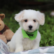 Coton de Tulear Puppy Dylan