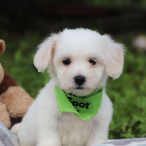 Coton de Tulear Puppy Dylan