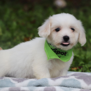 Coton de Tulear Puppy Dylan