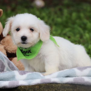 Coton de Tulear Puppy Dylan