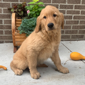 Golden Retriever Puppy Paul