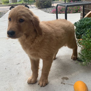Golden Retriever Puppy Paul