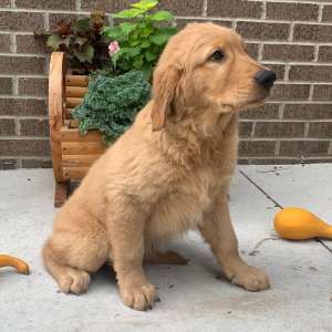 Golden Retriever Puppy Paul