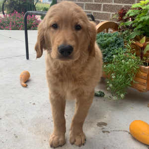 Golden Retriever Puppy Paul