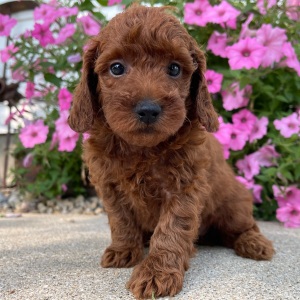 Poodle Puppy Mike