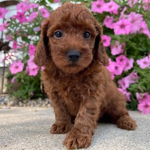 Poodle Puppy Mike