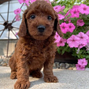 Poodle Puppy Mike