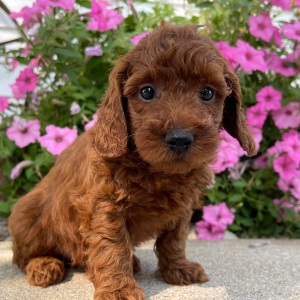Poodle Puppy Mike