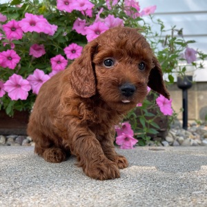 Poodle Puppy Mike