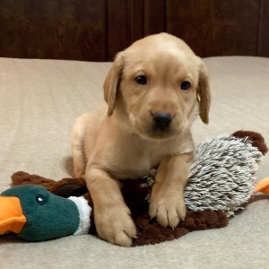 Labrador Retriever Puppy Mercedes